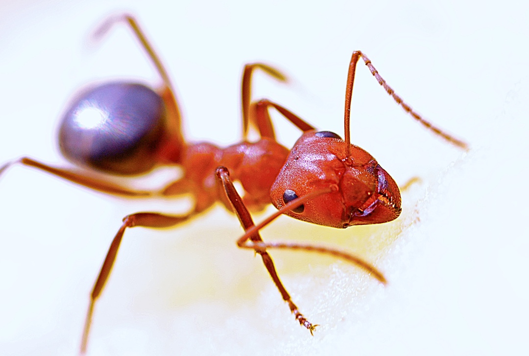 thumb ant macro insect red 40825 1024